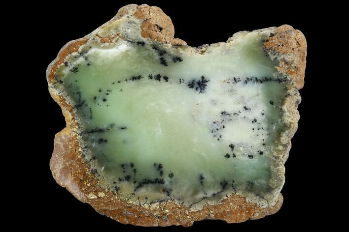 Polished Dendritic Opal (Moss Opal) Slab - Australia #96277